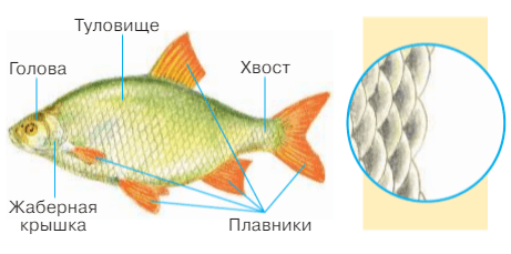 Задание рисунок 1
